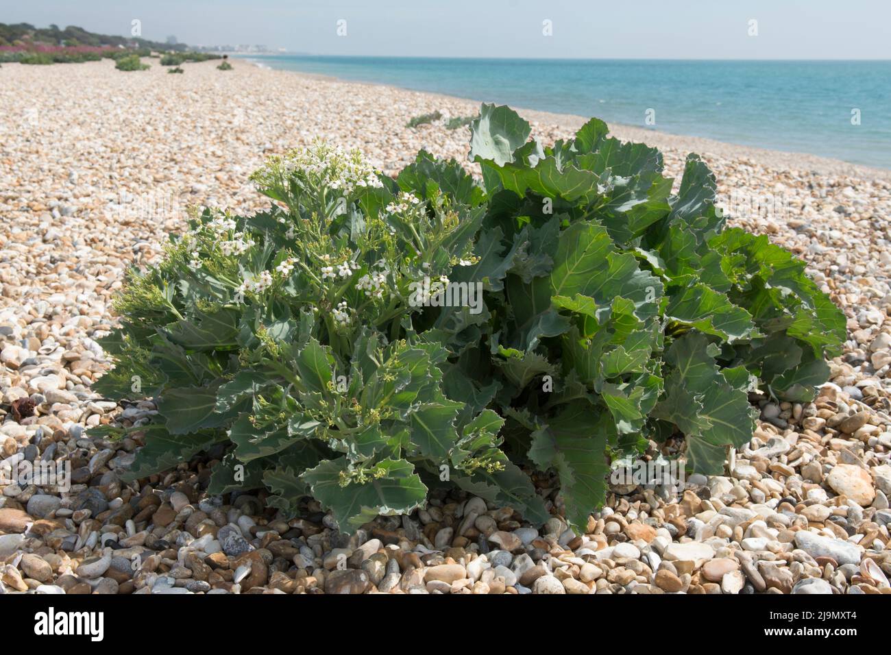 Pebbles flower hires stock photography and images Alamy