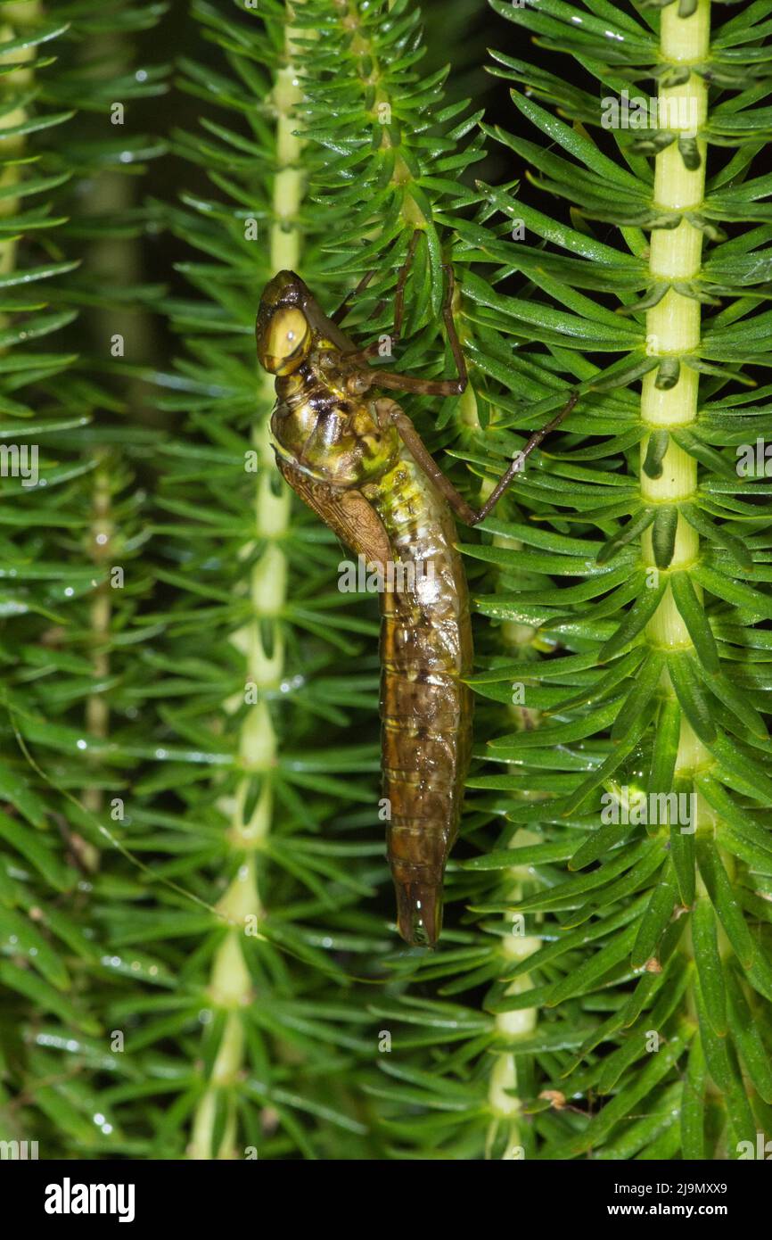 Emperor dragonfly, Anax imperator, larval case clinging on stem above water, adult about to emerge, at night, May, UK Stock Photo