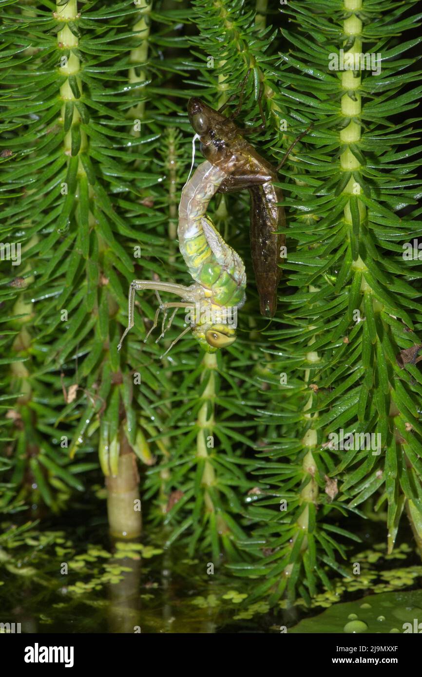 Emperor dragonfly, Anax imperator, emerging from larval case at night, hanging upside-down from Mare's tail,  Hippuris vulgaris, May, UK Stock Photo