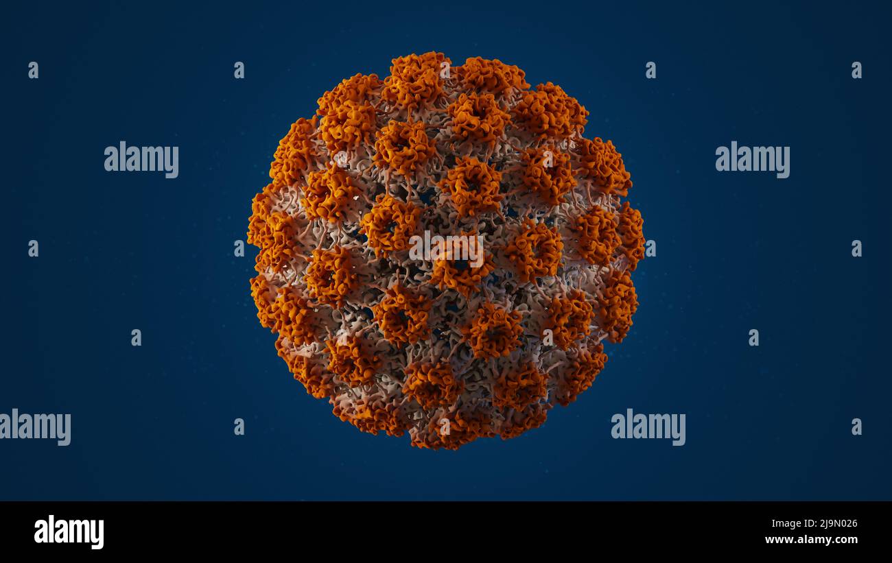 HPV Human Papilloma Virus capsid structure Stock Photo