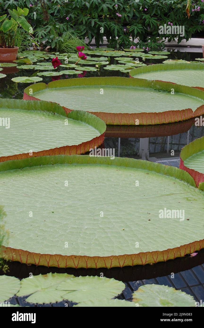 Giant lily pads marching across the water Stock Photo