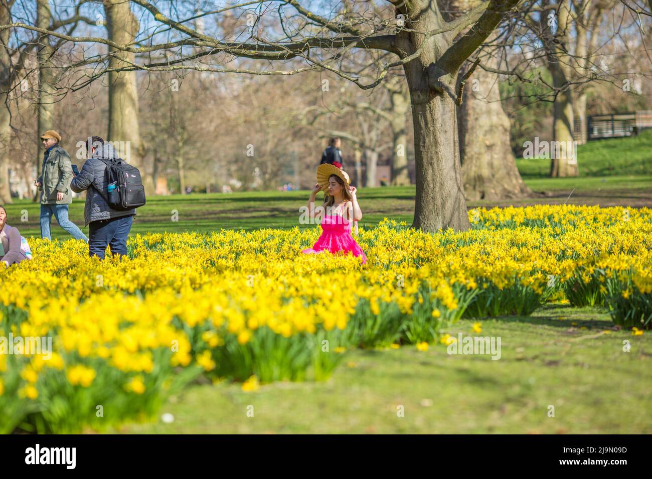 People take photographs as daffodils bloom in St. James’s Park, central London. Stock Photo