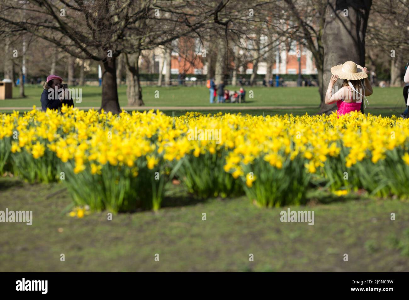 People take photographs as daffodils bloom in St. James’s Park, central London. Stock Photo
