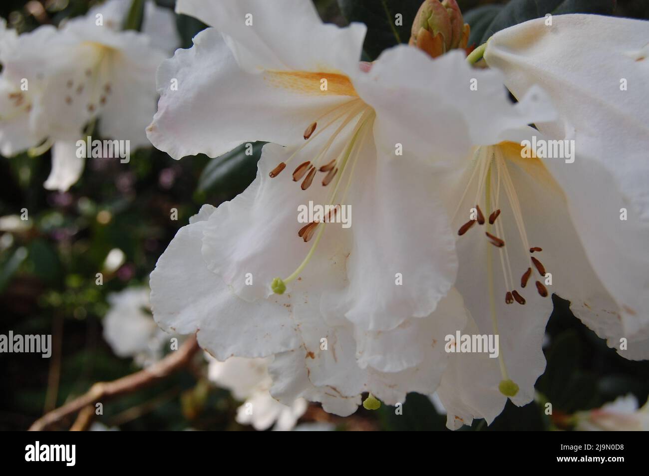 Close up of white lillies with orange stamen Stock Photo