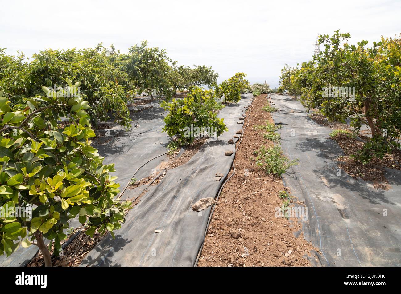 Fruit bushes at the Finca Ecológica La Calabacera in Tenerife, Spain. The finca employs organic production techniques. Stock Photo