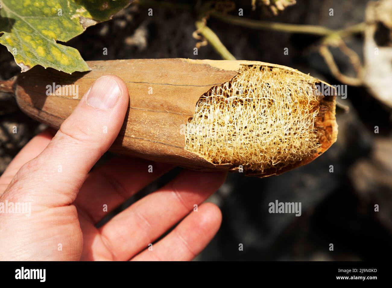 A hand holds a luffa (loofah) growing at the Finca Ecológica La Calabacera in Tenerife, Spain. Stock Photo