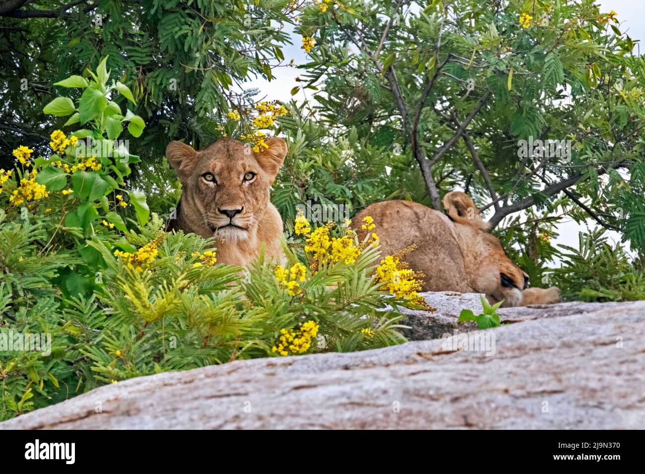 Two African lionesses (Panthera leo) resting in the shade on rock in the Kruger National Park, Mpumalanga province, South Africa Stock Photo