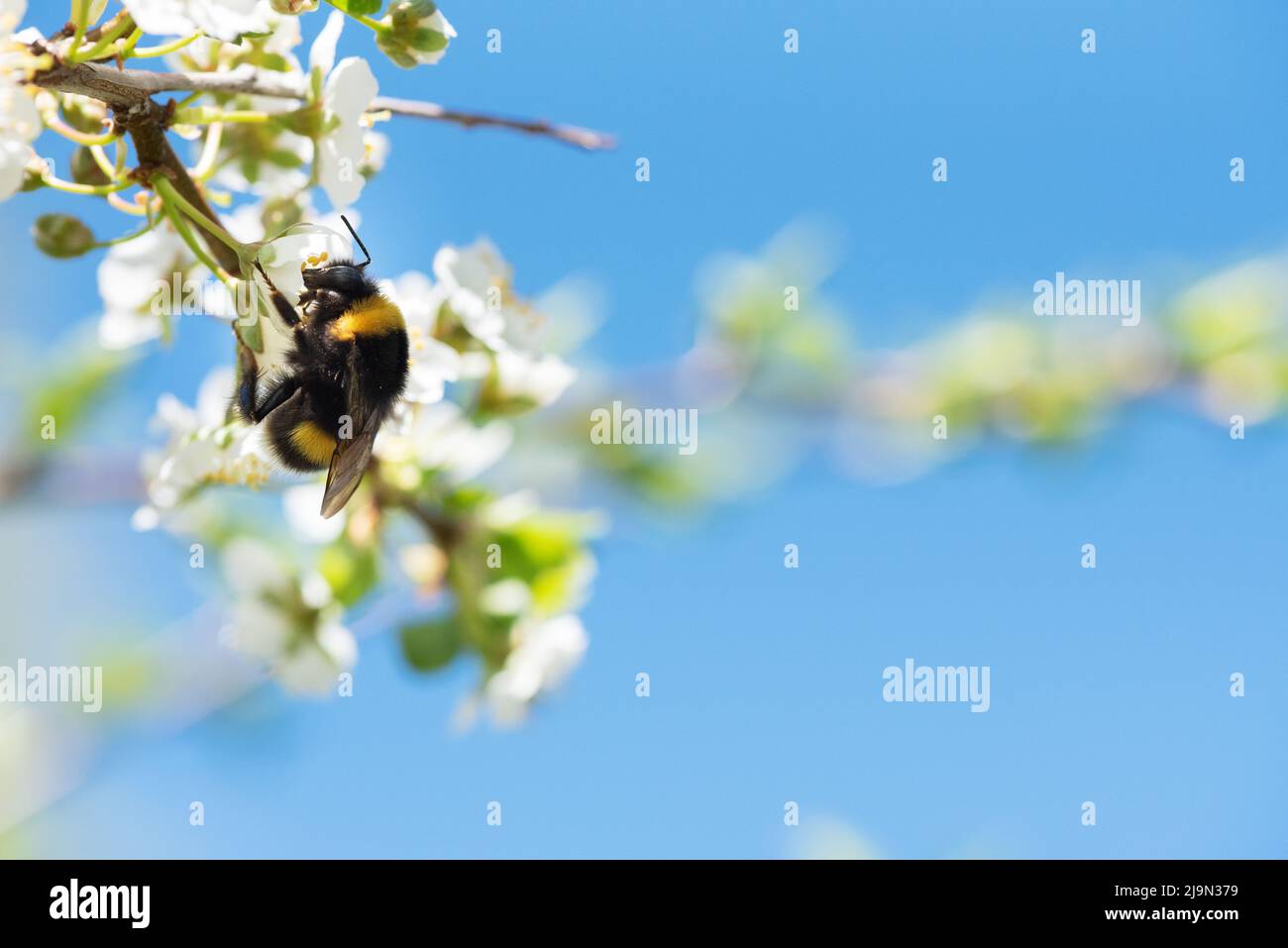 Bumblebee feeding nectar and pollinating Cherry plum or Myrobalan plum flowers. Blooming fruit tree in springtime. Stock Photo