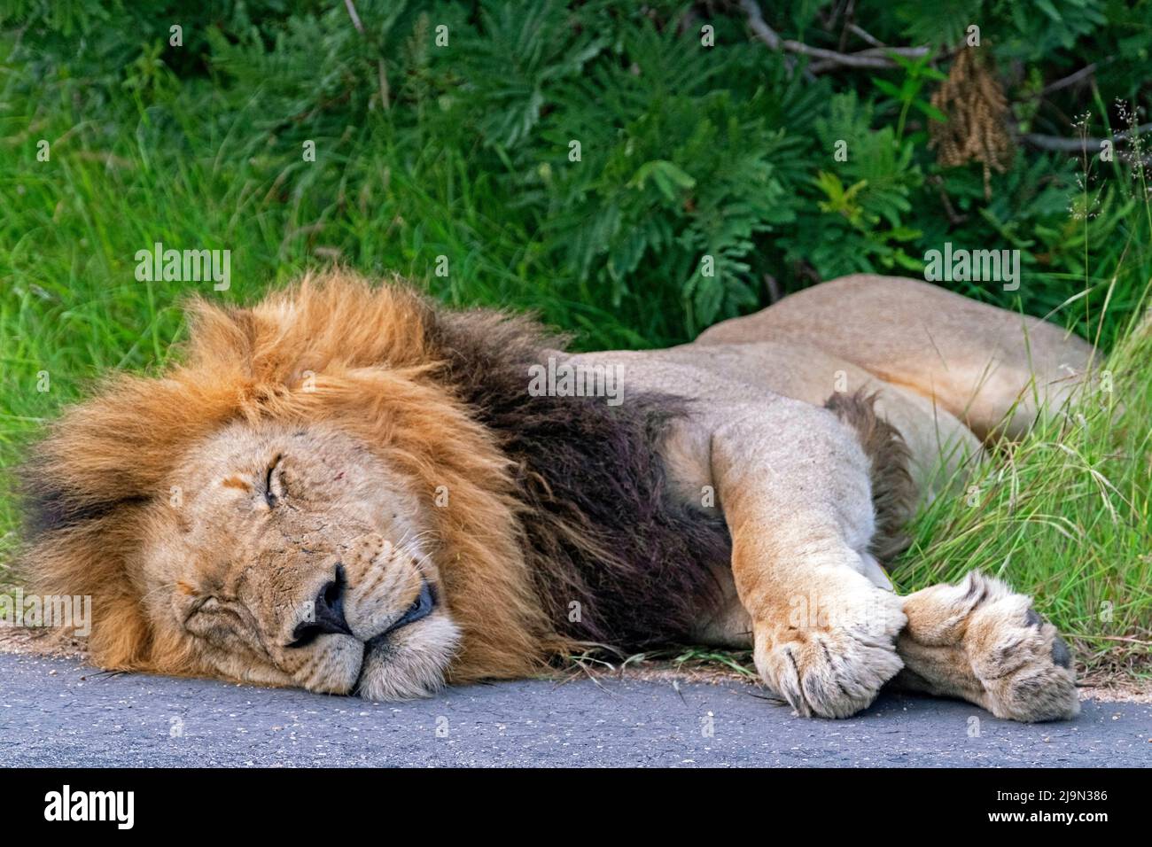 Male African lion (Panthera leo) resting on tarred road which retains heat on cold nights in the Kruger National Park, Mpumalanga, South Africa Stock Photo