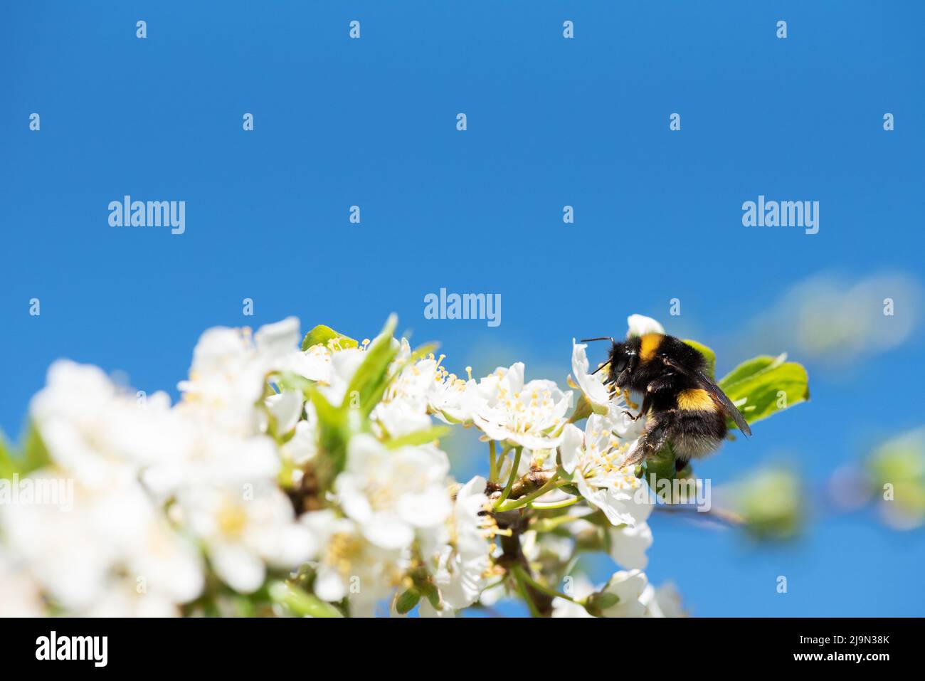 Bumblebee feeding nectar and pollinating Cherry plum or Myrobalan plum flowers. Blooming fruit tree in springtime. Stock Photo