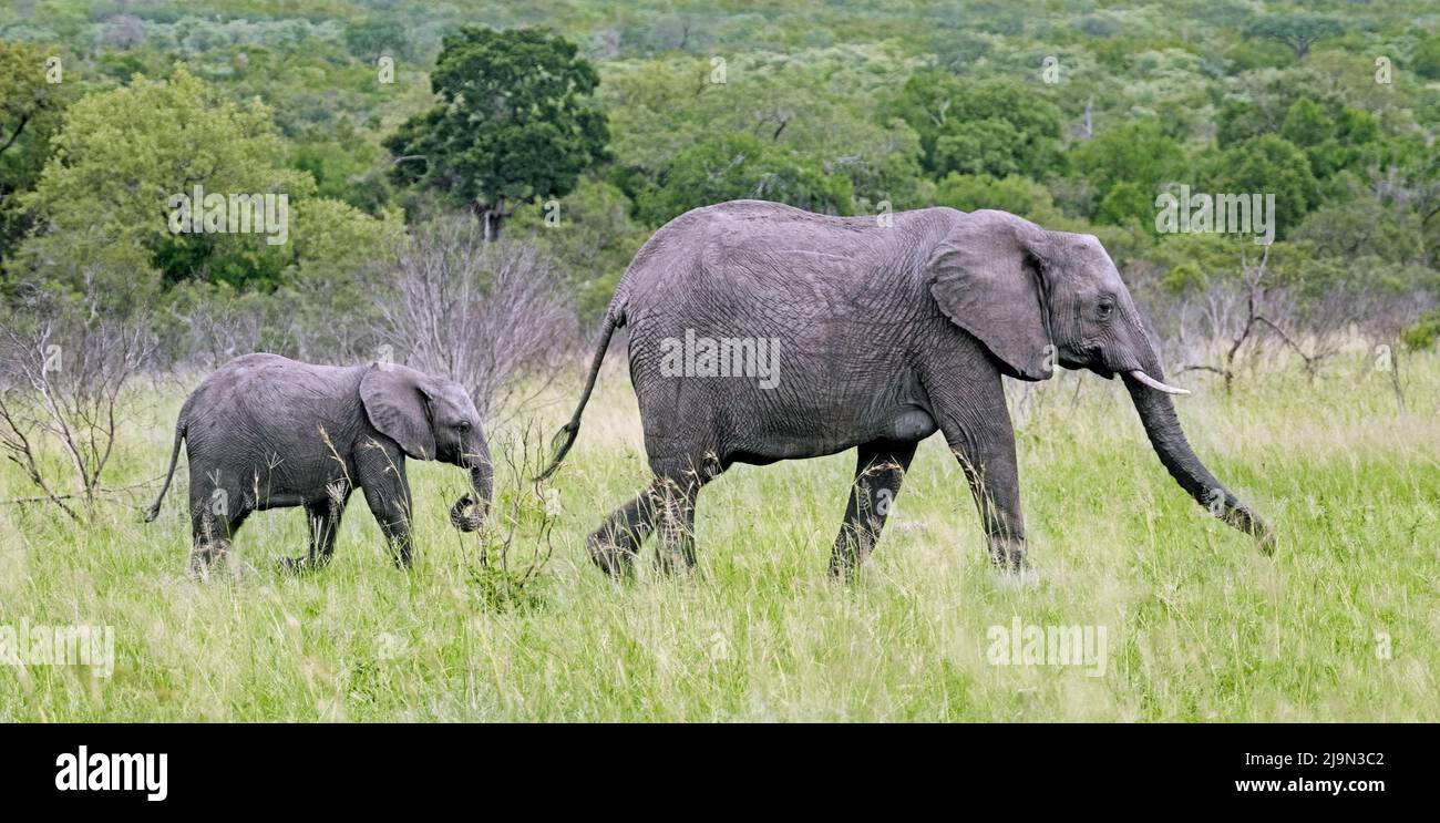 African bush elephant (Loxodonta africana), cow with one calf walking through savanna in the Kruger National Park, Mpumalanga, South Africa Stock Photo