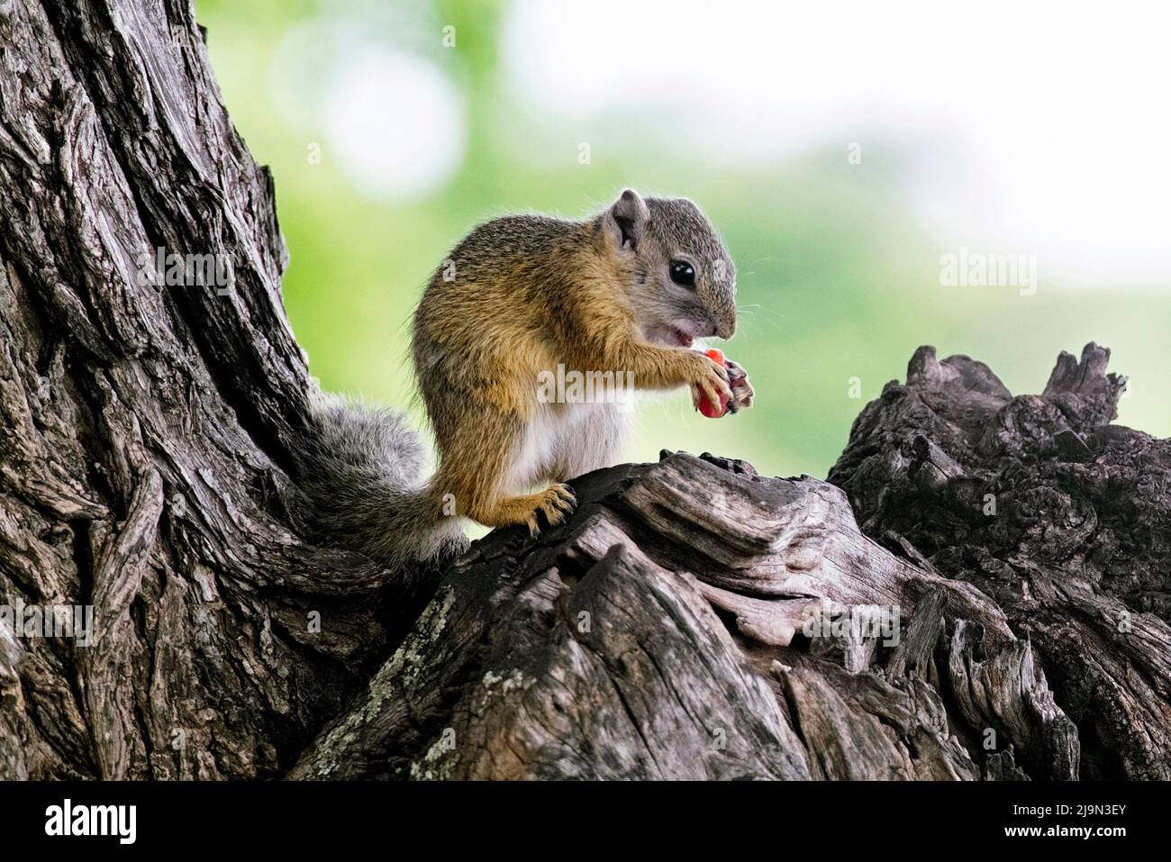 Smith's bush squirrel / yellow-footed squirrel / tree squirrel (Paraxerus cepapi), African bush squirrel native to southern Africa Stock Photo