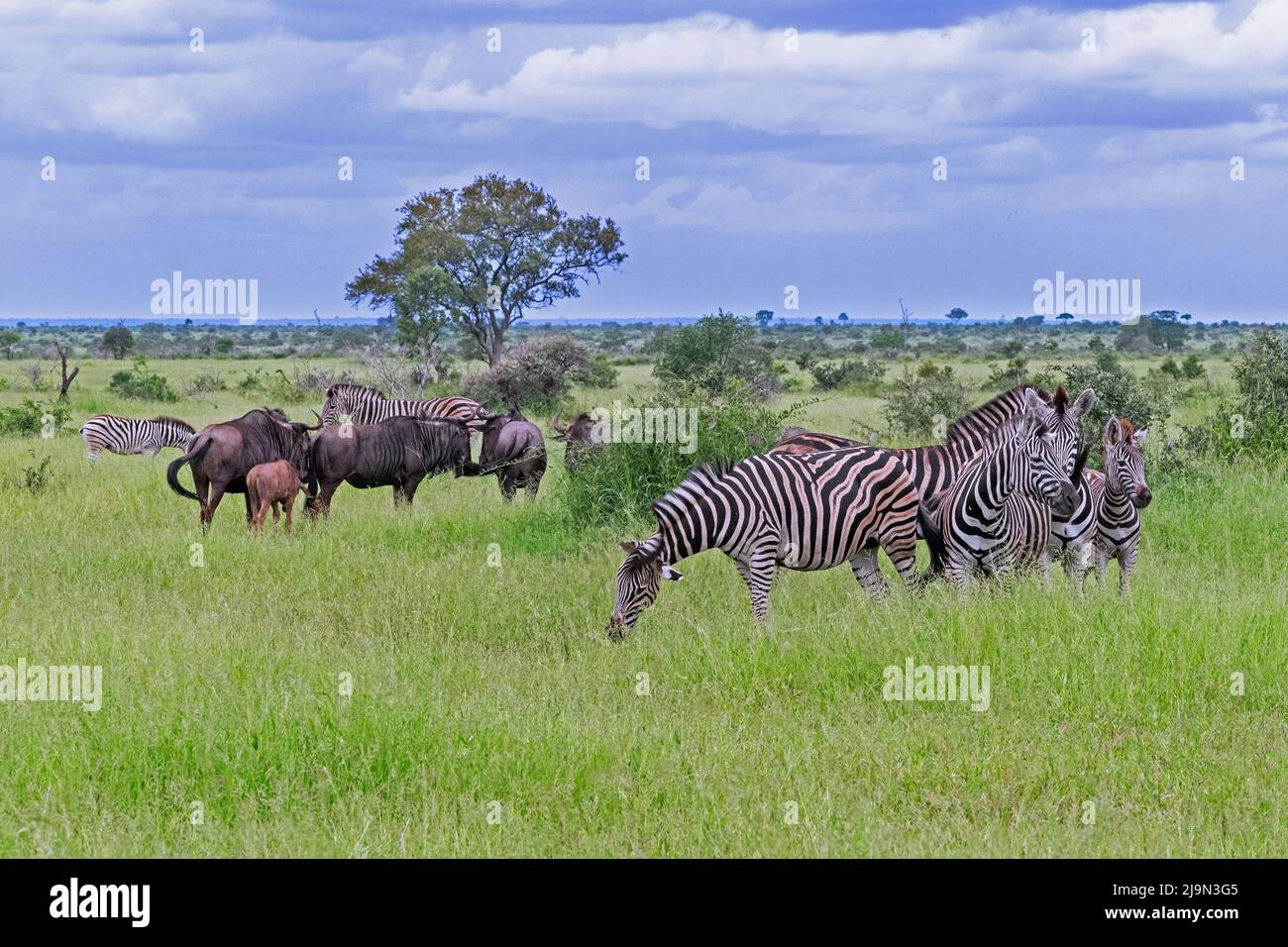 Burchell's zebras and blue wildebeest (Connochaetes taurinus) herds on the savanna in the Kruger National Park, Mpumalanga, South Africa Stock Photo