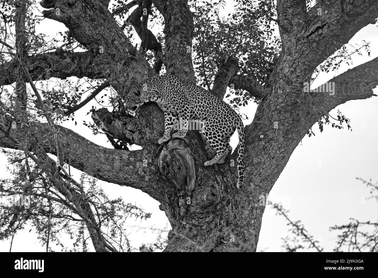 Black and white photo of African leopard (Panthera pardus pardus) climbing tree in the Kruger National Park, Mpumalanga, South Africa Stock Photo