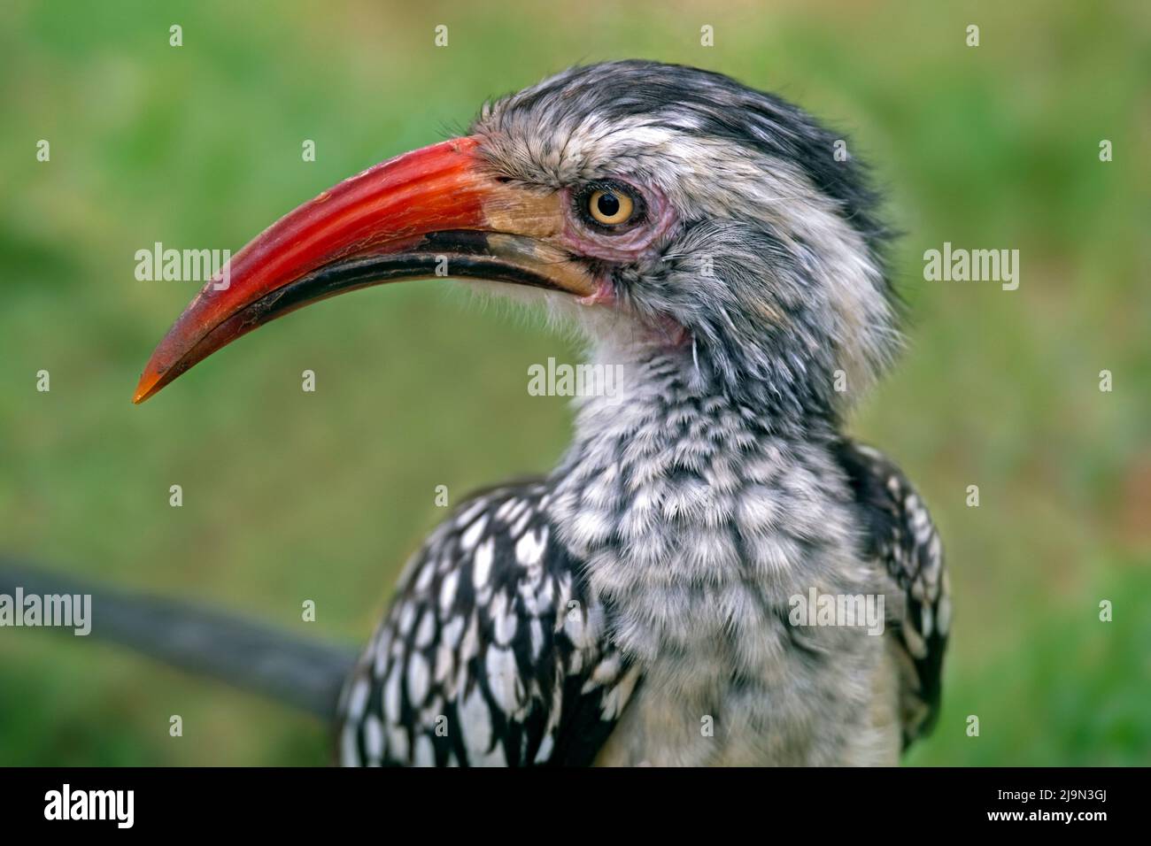 Northern red-billed hornbill (Tockus erythrorhynchus) in the Kruger National Park, Mpumalanga, South Africa Stock Photo