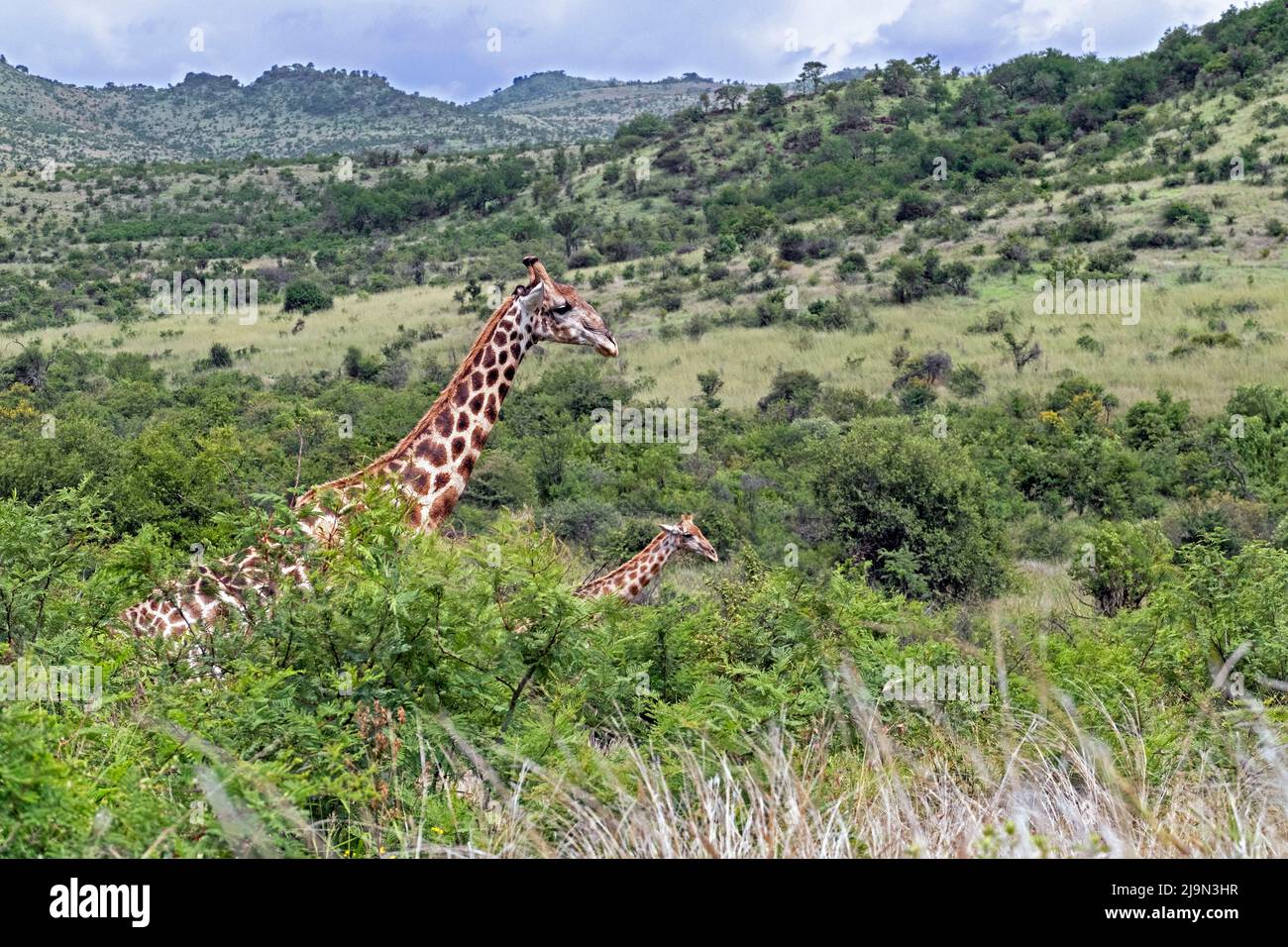 South African giraffe / Cape giraffe walking with calf on the savanna in the Pilanesberg National Park, North West Province, South Africa Stock Photo