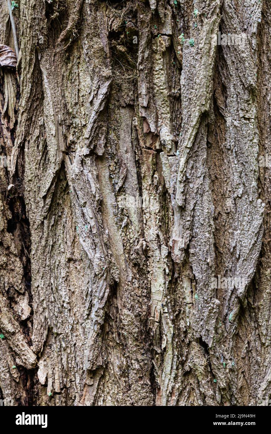 Coarsely ribbed outer bark of a deciduous tree in a Vancouver botanical garden Stock Photo