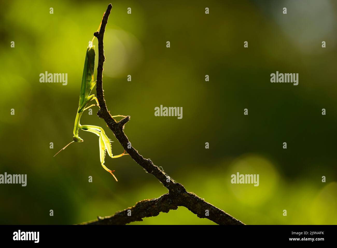 A Praying mantis backlight showing its sunlight X-rays , Provence ...