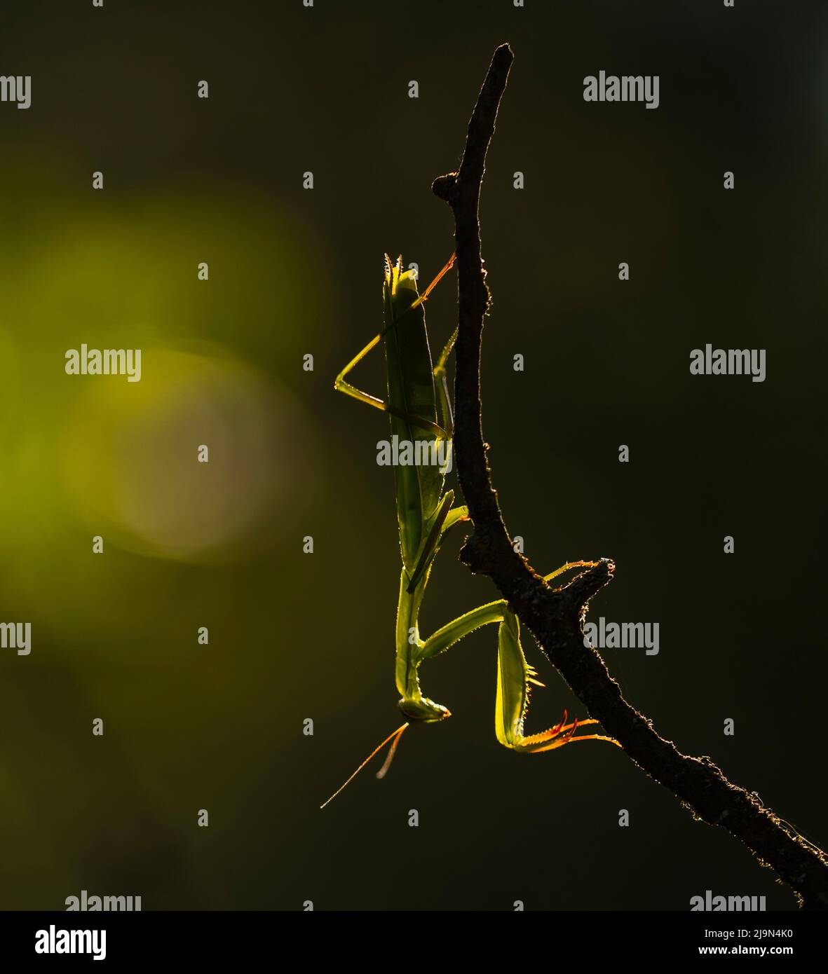 A Praying mantis backlight showing its sunlight X-rays , Provence ...