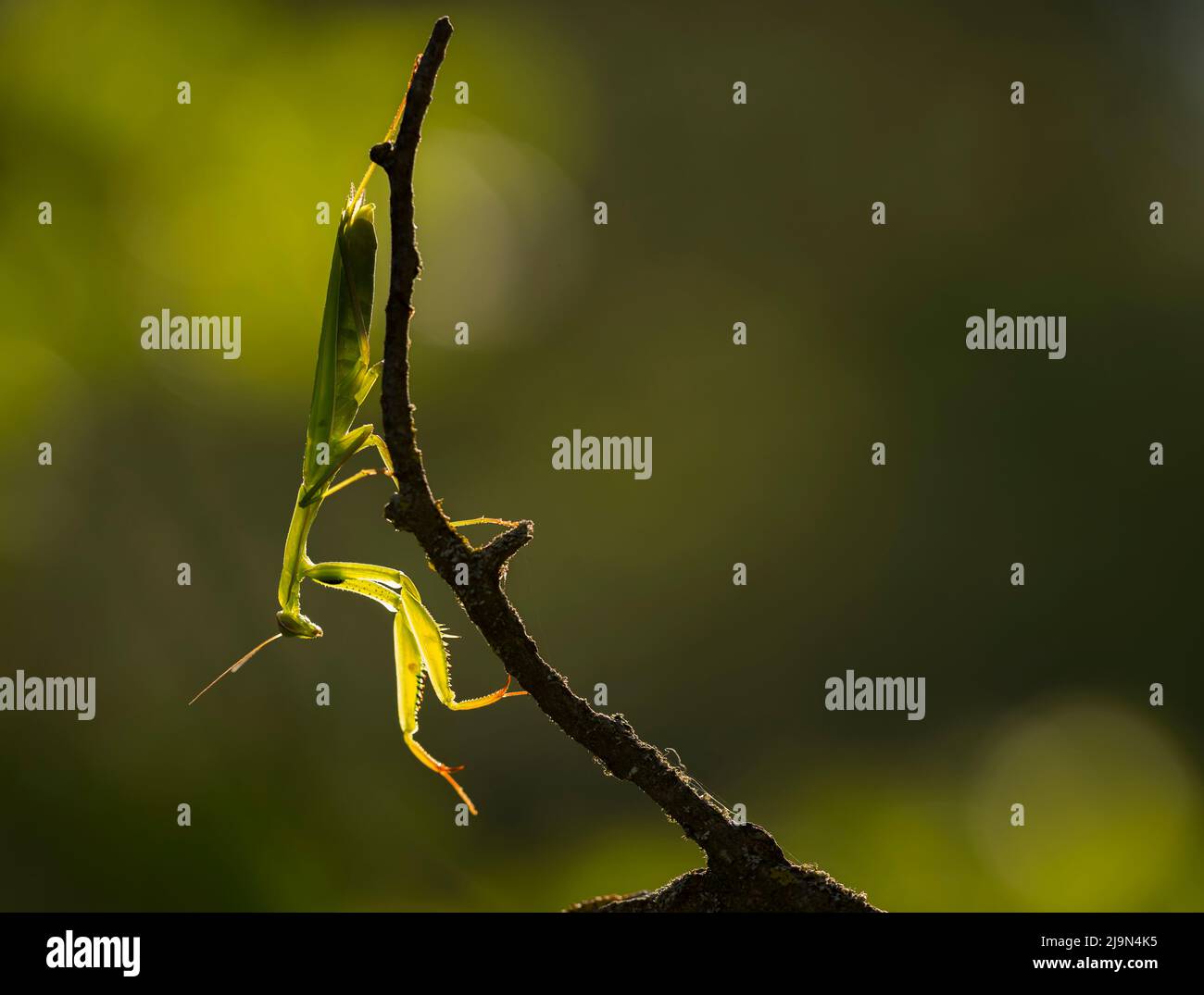 A Praying mantis backlight showing its sunlight X-rays , Provence ...