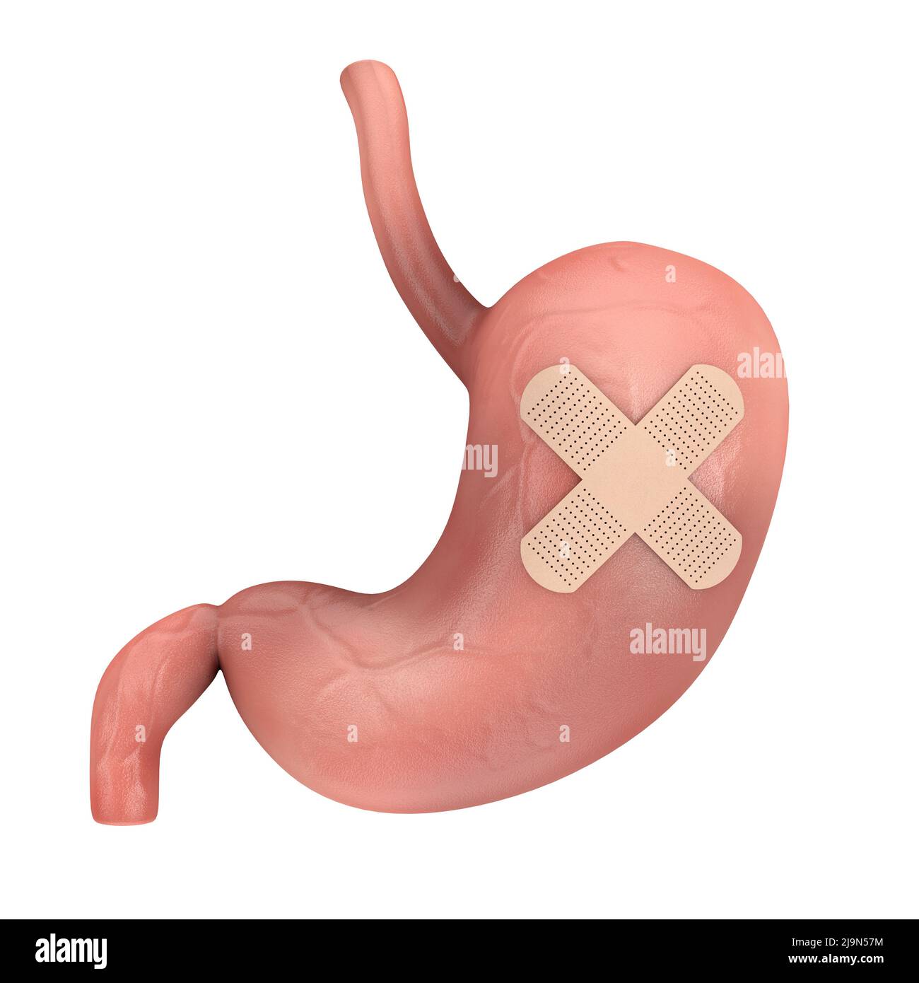 Human Stomach Anatomy Internal Organ with Medical Adhesive Band Aid