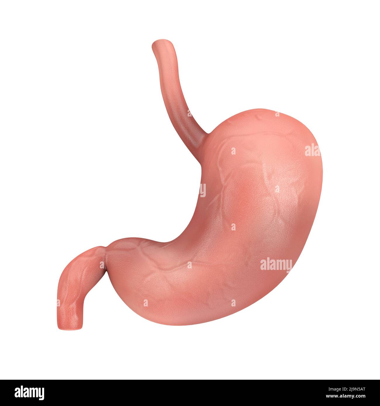 Human Stomach Anatomy Internal Organ on a white background. 3d Rendering Stock Photo