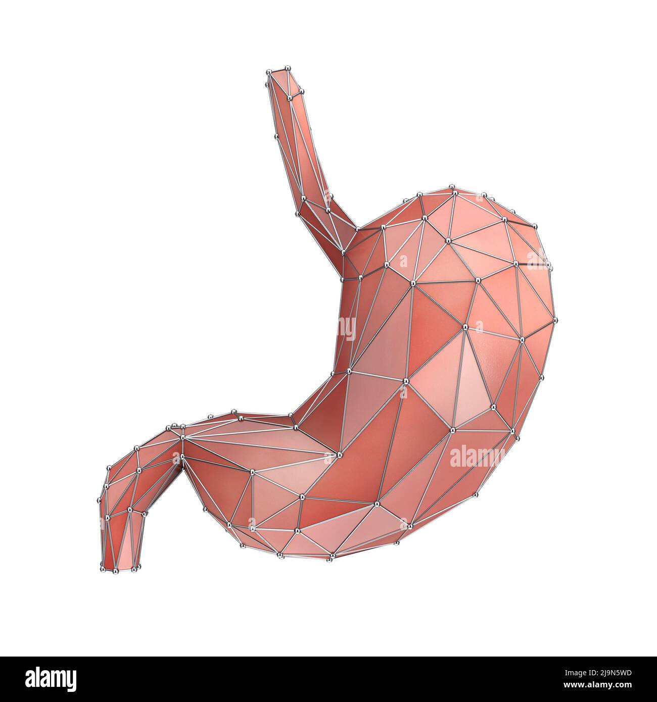 Human breast anatomy diagram. Vector flat medical illustration. Side view  section chart with text isolated on white background. Internal organ, fat,  muscle, ribs. Design for healthcare, science. Stock Vector