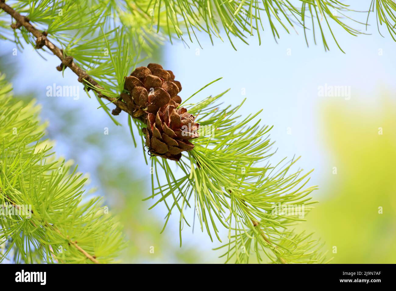 Larch tree in spring, bright green fluffy branches with cones Stock Photo