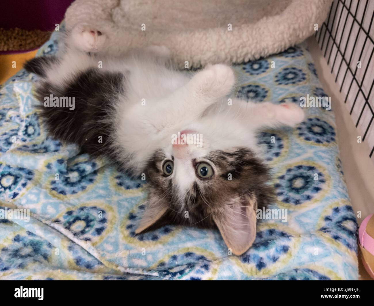 Adorable grey and white kitten rolling on its back and kicking its feet