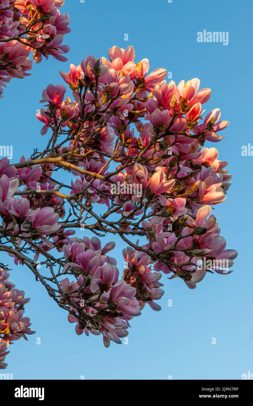 Bright spring pink magnolia flowers in full blossom Stock Photo - Alamy