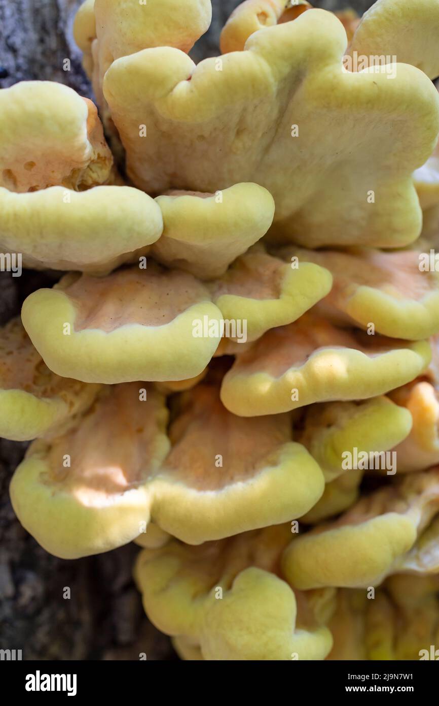 Laetiporus sulphureus, Chicken Of The Woods, Sulphur Polypore, mushroom Stock Photo