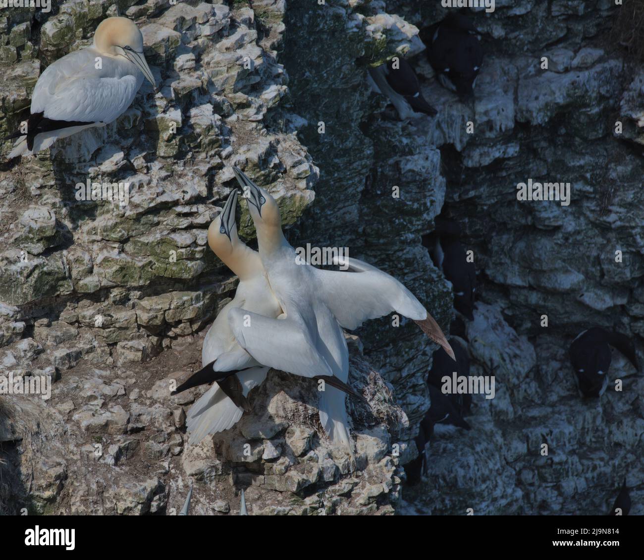 Northern Gannet mutual fencing on the cliffs at Bempton. Stock Photo