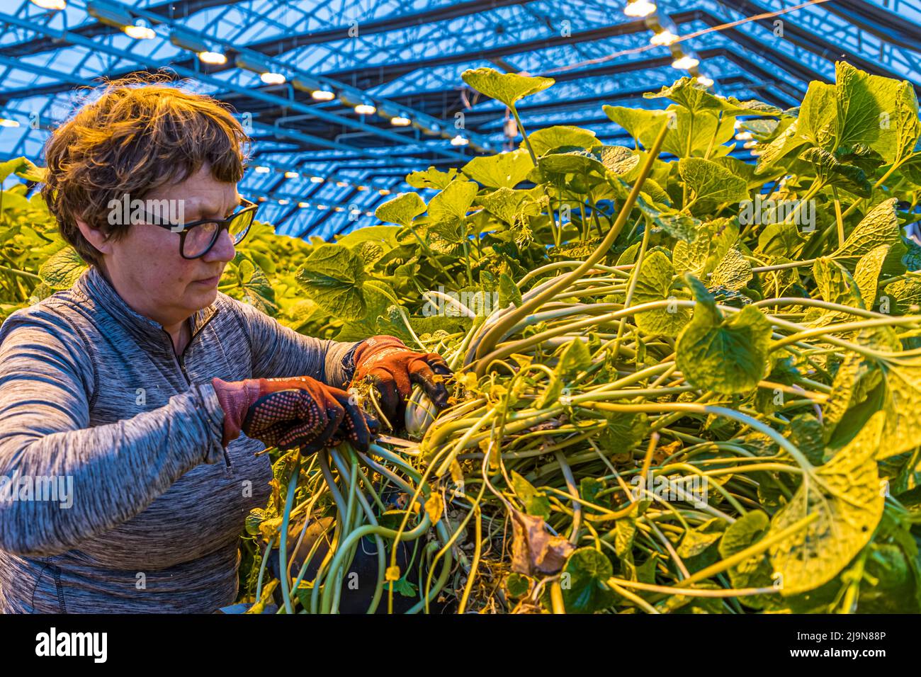 In the stateoftheart wasabi greenhouse, much is automated. But harvesting, pruning and