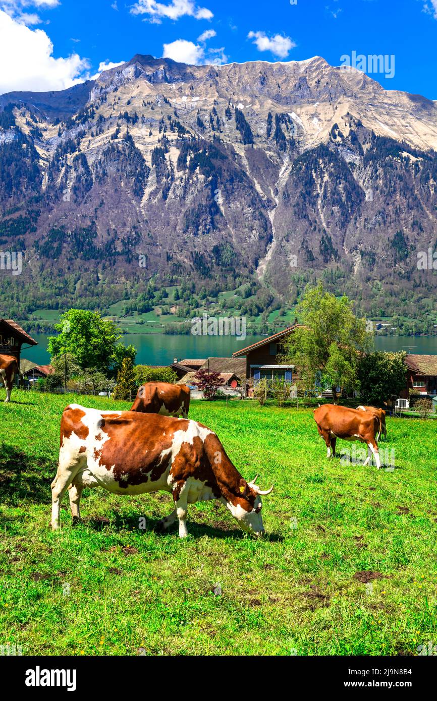 Traditional Swiss countryside. Scenic landscape with cows in green pastures (meadows) surrounded by Alps mountains. Stock Photo
