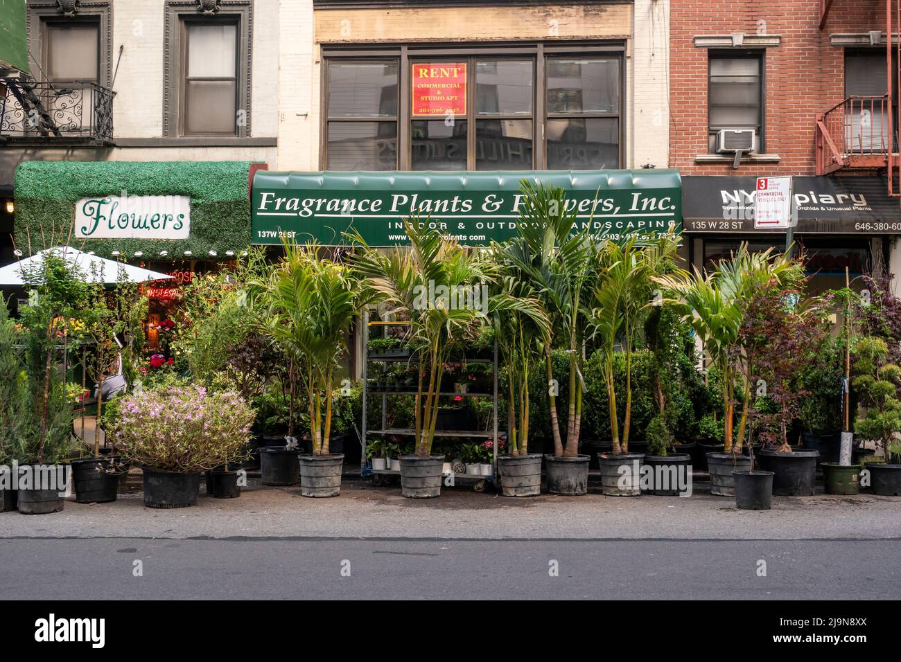 A selection of potted trees in the Flower District in New York on Thursday, May 12, 2022.  (© Richard B. Levine) Stock Photo