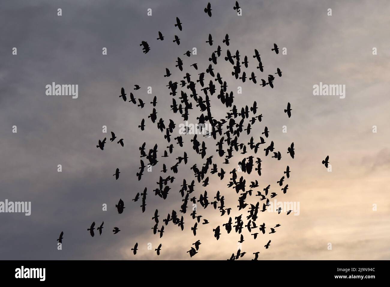 Birds flying sky hi-res stock photography and images - Alamy
