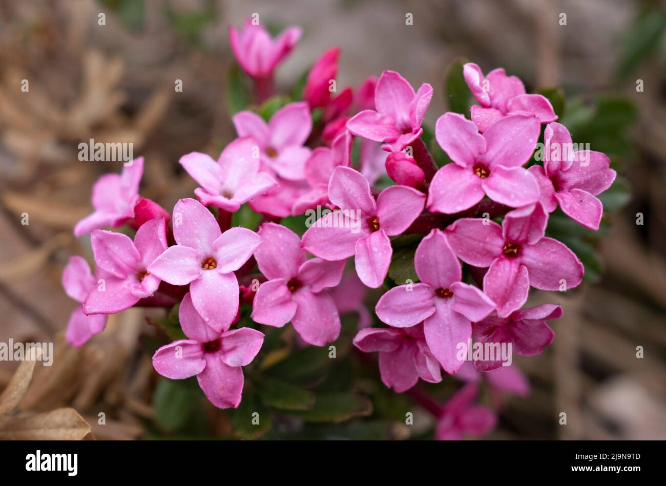Daphne cneorum, the Garland Flower or Rose Daphne in closeup Stock Photo