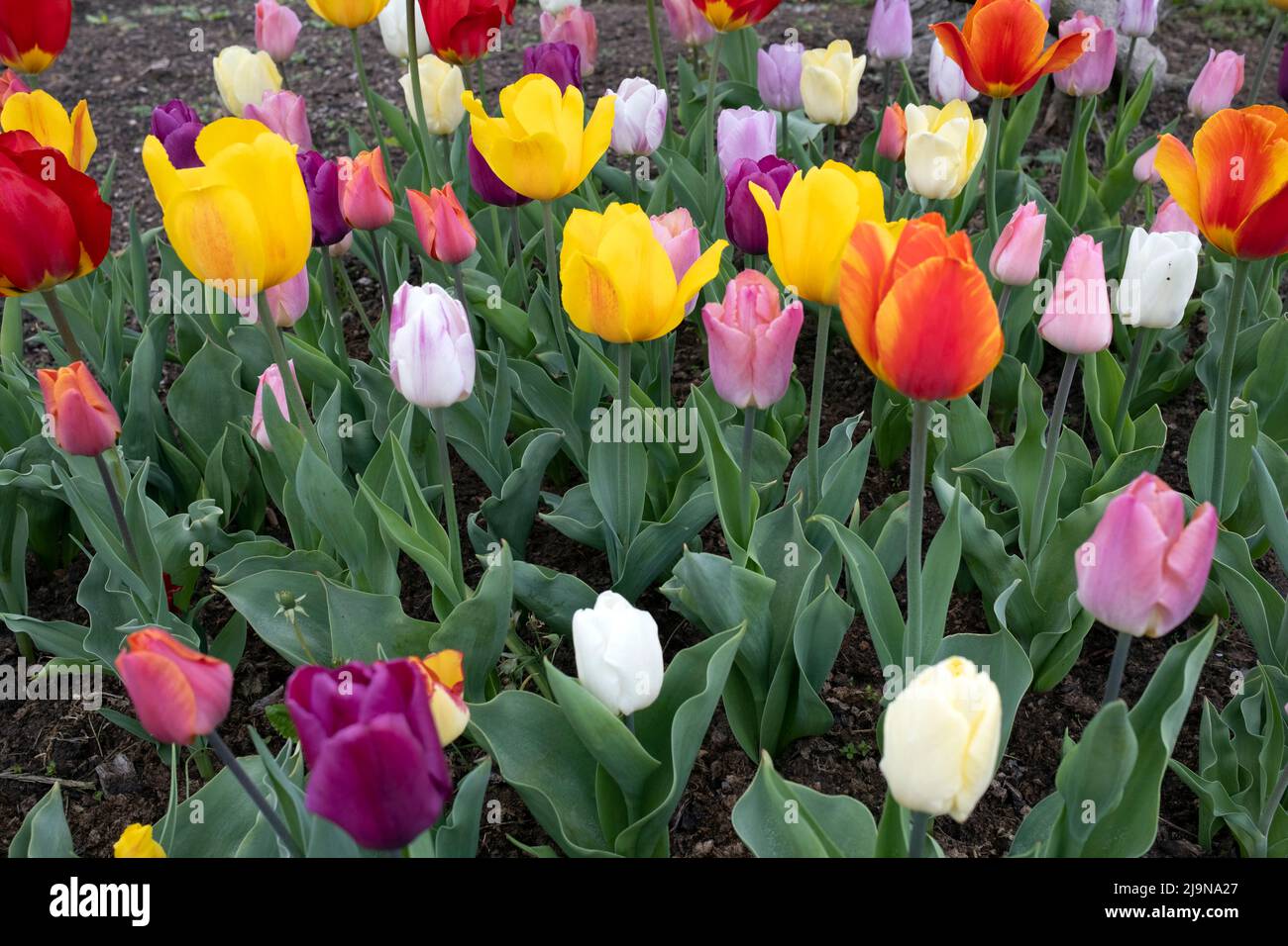 Tulips variety in many colours, Peteris Upitis’ Garden, Dobele, Latvia Stock Photo