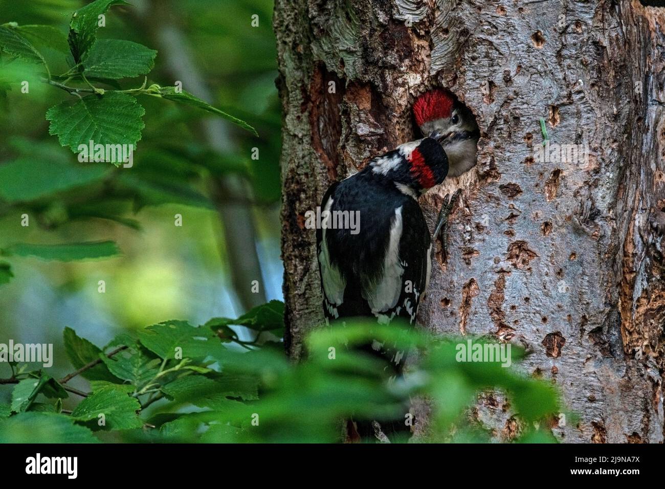 Specht füttert sein Junges welches aus der Nisthöhle schaut. Die Nisthöhle ist in schöner Umgebung mit viel grün, nach Art des Spechtes in einem Baum Stock Photo