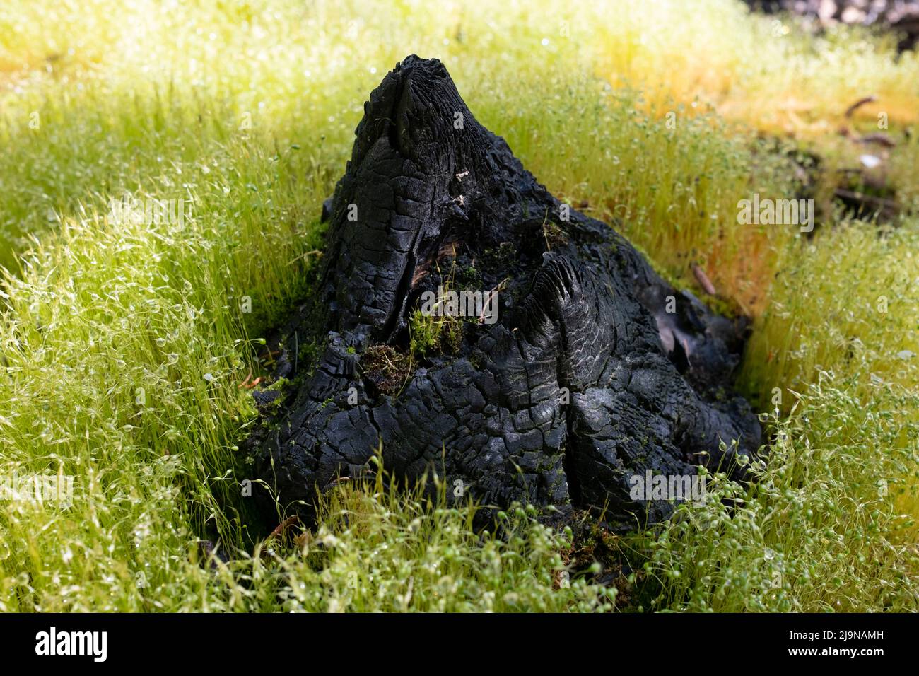 Burned tree stem surrounded by lush green vegetation of Funaria hygrometrica bonfire moss Stock Photo