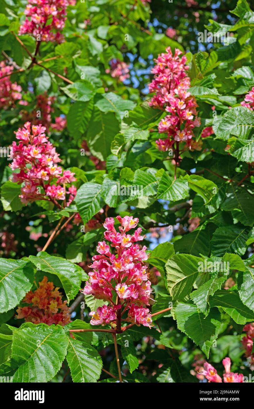 Red-flowering horse chestnut, Aesculus rubicunda, in spring Stock Photo