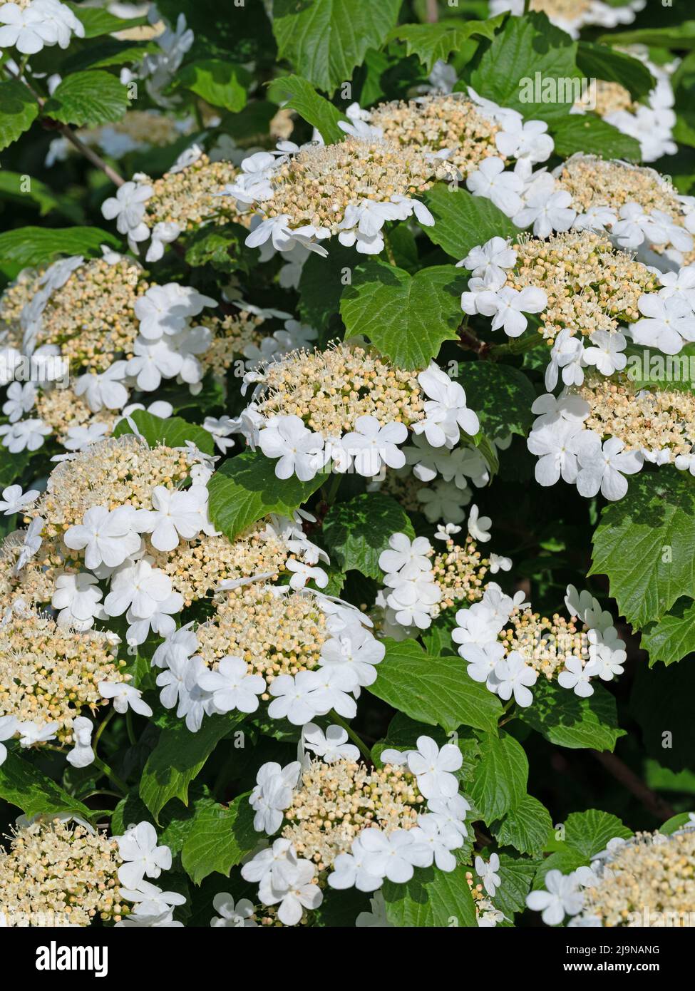 Flowering common snowball, Viburnum opulus, in spring Stock Photo