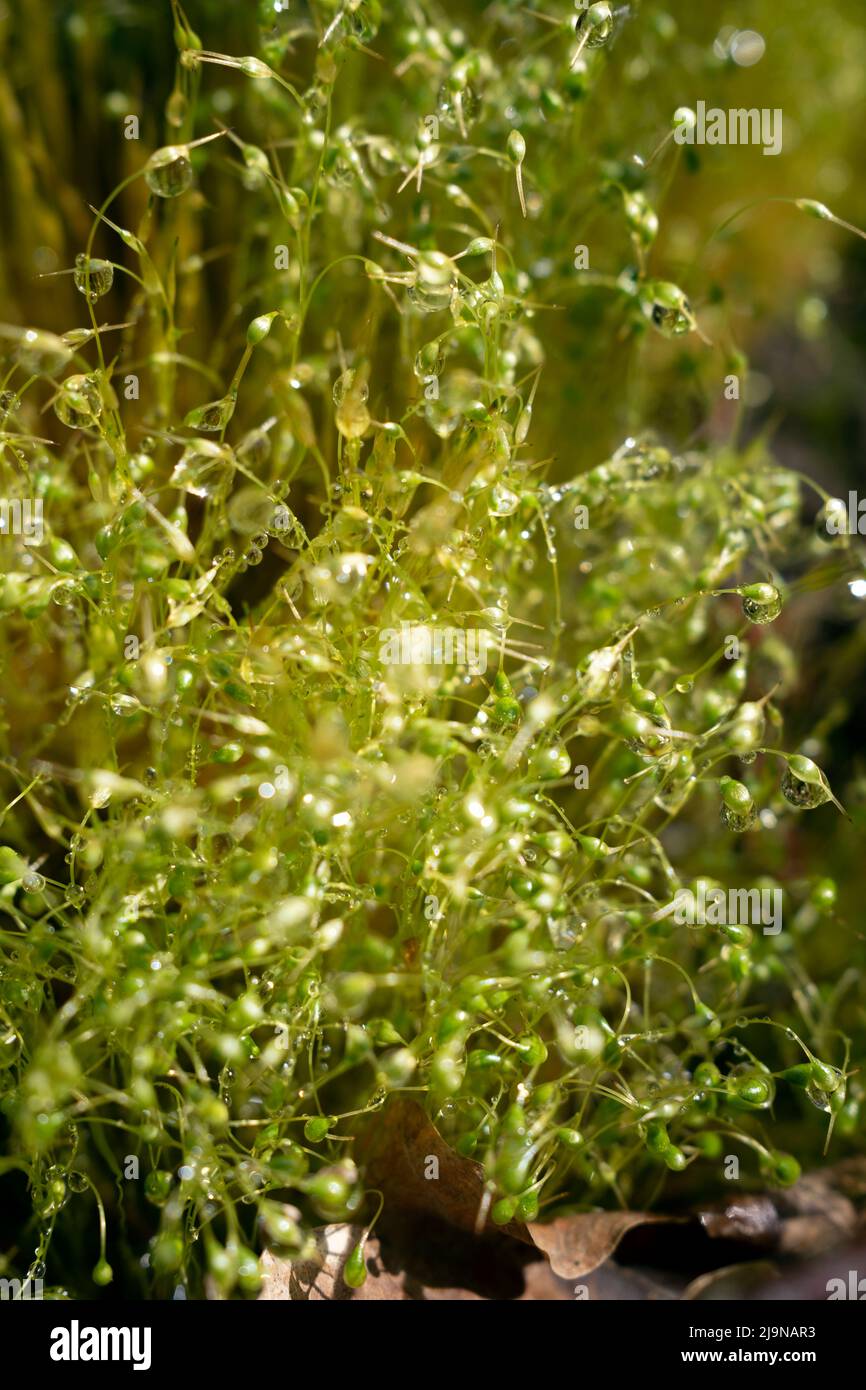 Funaria hygrometrica, the bonfire moss or common cord-moss in close up Stock Photo