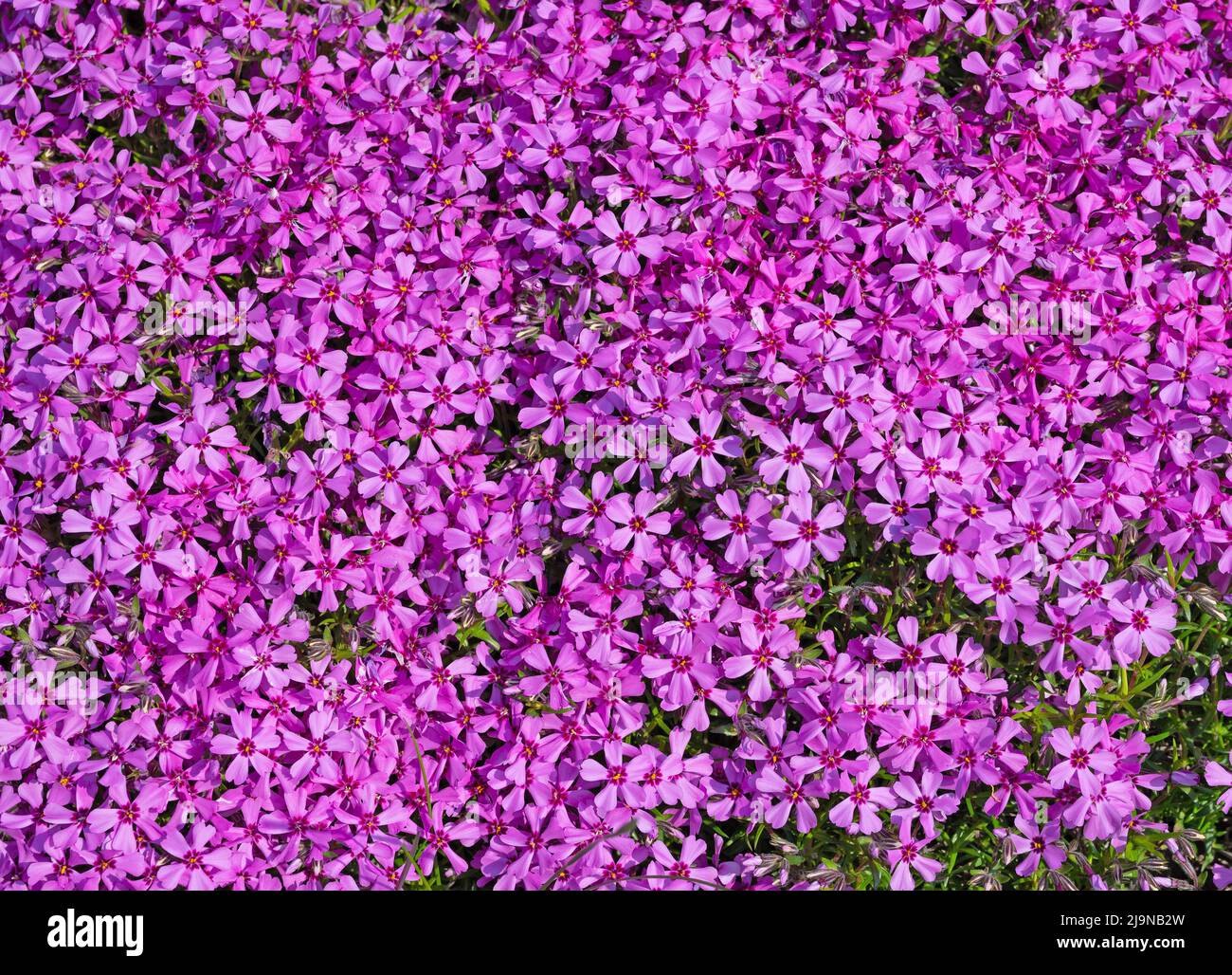 Flowering cushion phlox, Phlox subulata Stock Photo