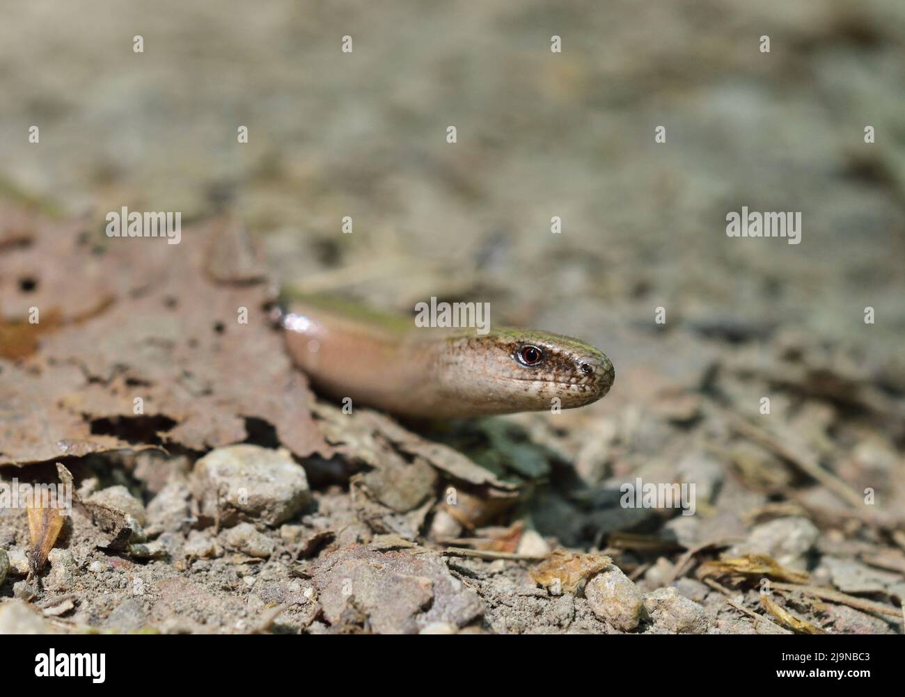 Slow worm - Anguis fragilis head close up Stock Photo