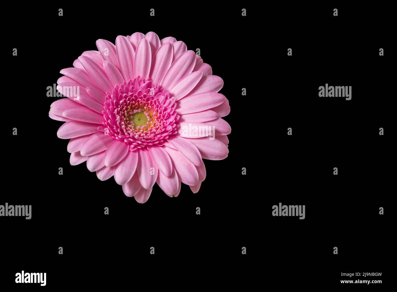 Pink Gerbera on a black background. Flower without stem photographed
