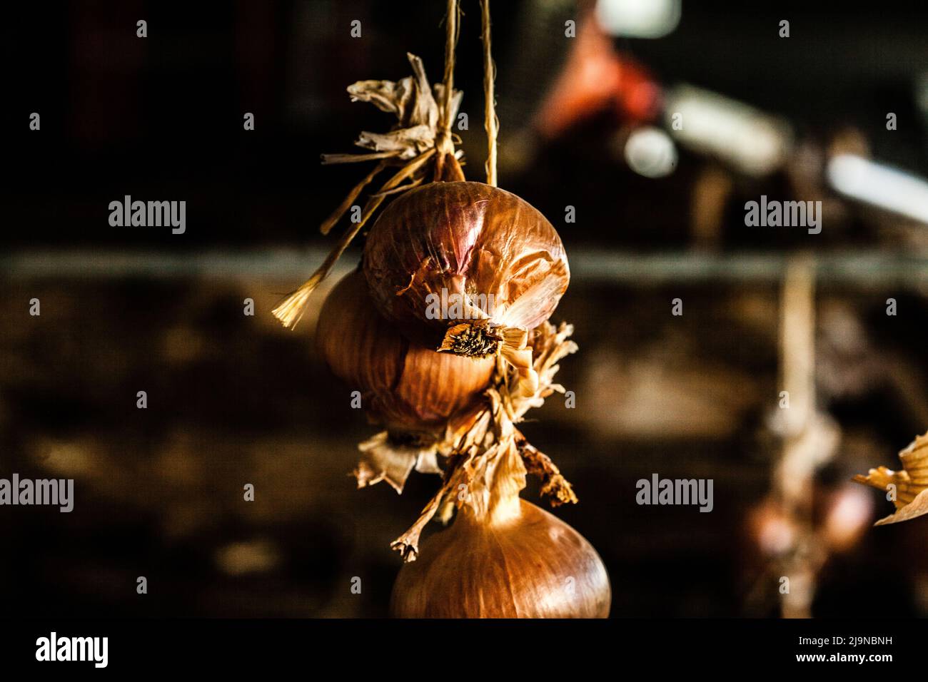 Bunch of hanging garlic bulbs Stock Photo Alamy