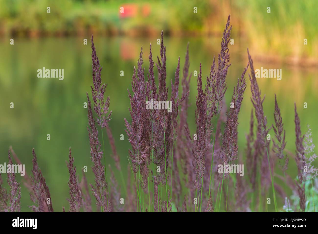 Tall grass like plant hi-res stock photography and images - Alamy