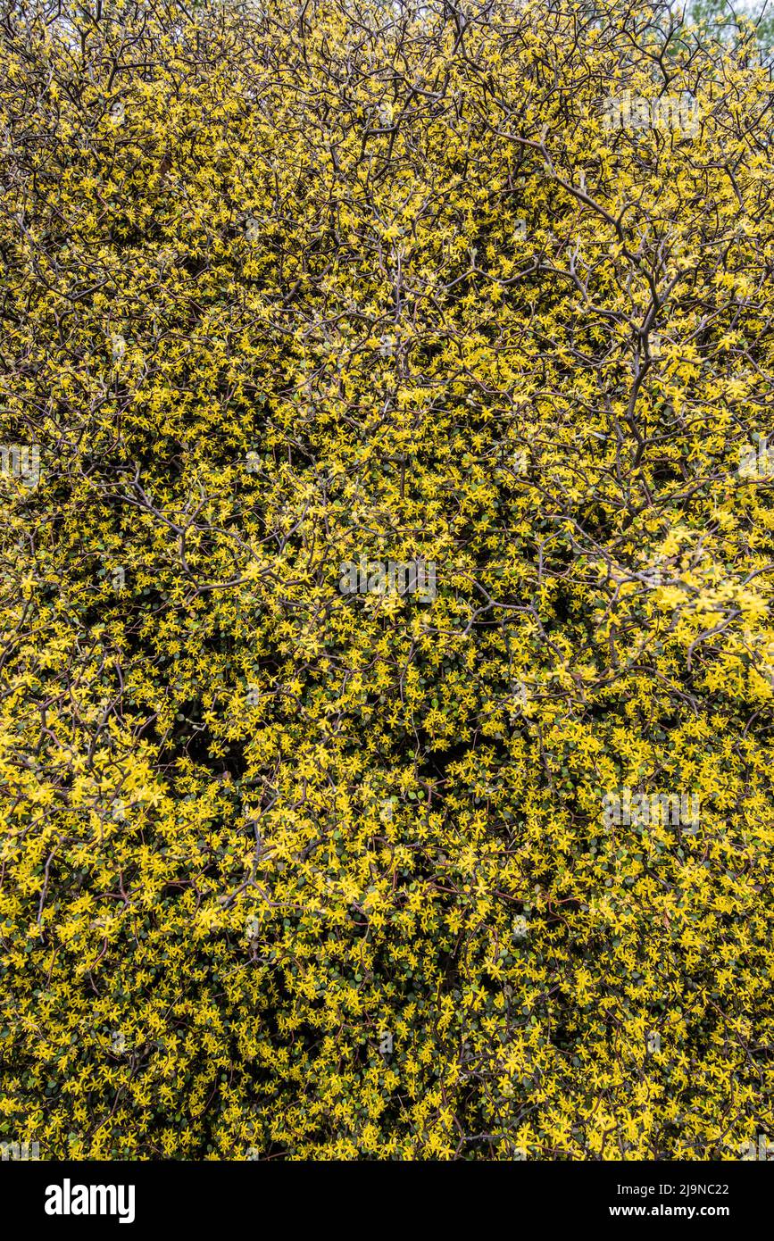 Hundreds of tight packed tiny yellow flowers on  tall plant or shrub at Threave Gardens, near Castle Douglas in Dumfries & Galloway. Stock Photo