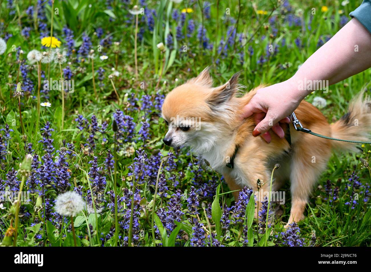 Chihuahua dog leashed while walking in a green meadow with purple flowers, woman's hand scratching the fur Stock Photo